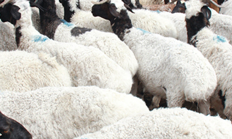 Нас гүйцсэн эр хонины үнэ Улаанбаатар хотод хамгийн өндөр буюу 280.0 мянган төгрөг байна